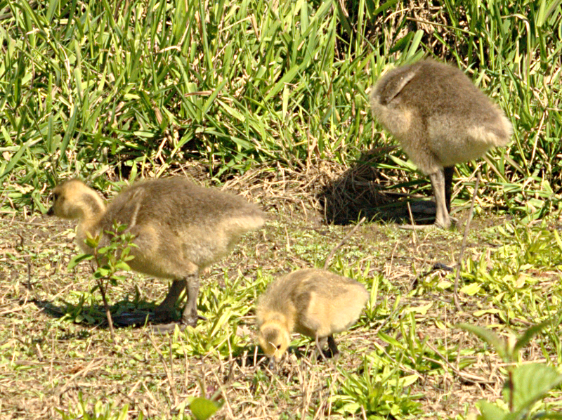 Canada Goose goslings