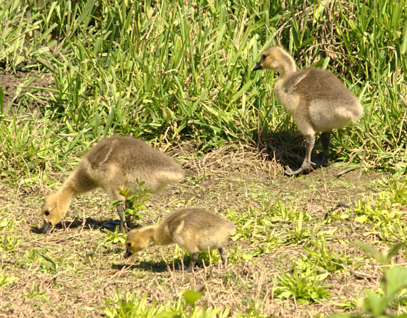 Canada Goose goslings