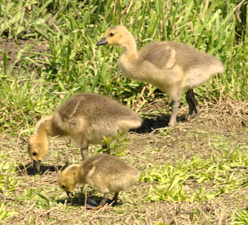Canada Goose goslings