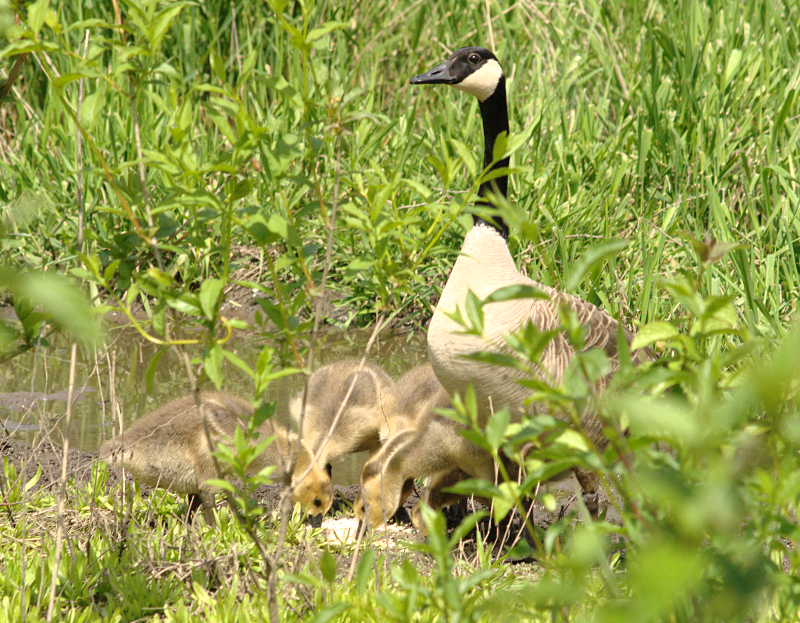 Canada Goose goslings