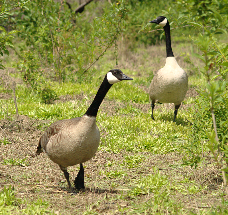 Canada Goose goslings
