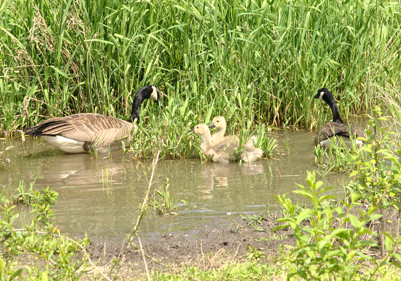 Canada Goose goslings
