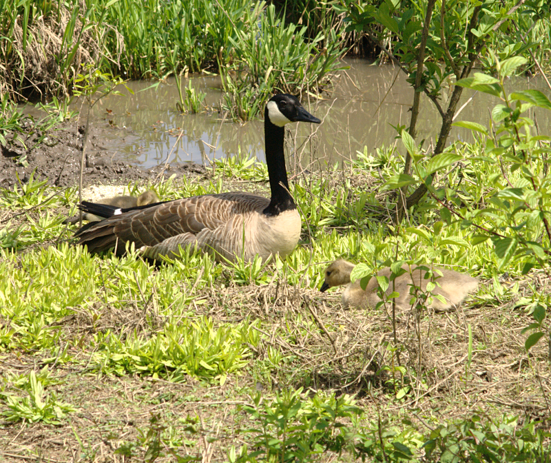 Canada Goose goslings
