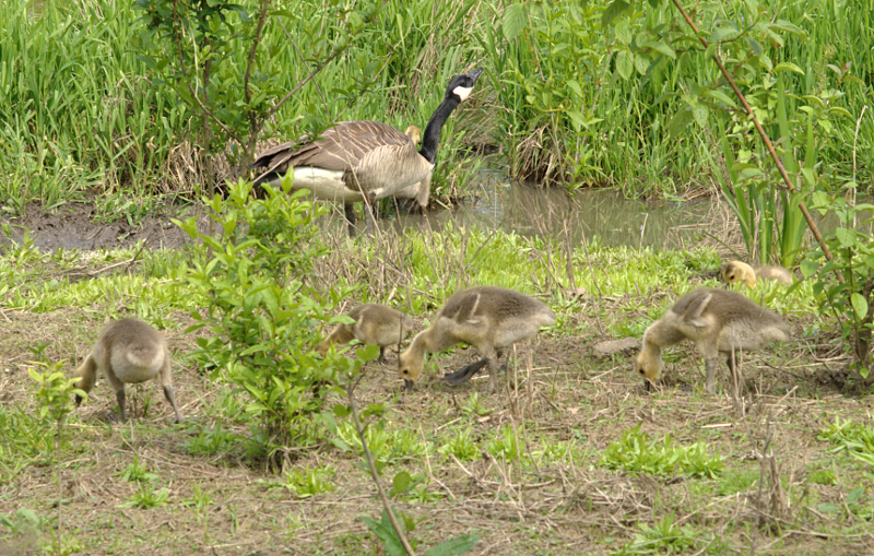 Canada Goose goslings