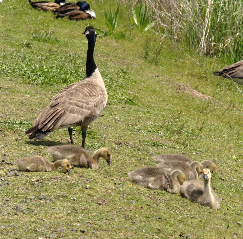 Canada Goose goslings
