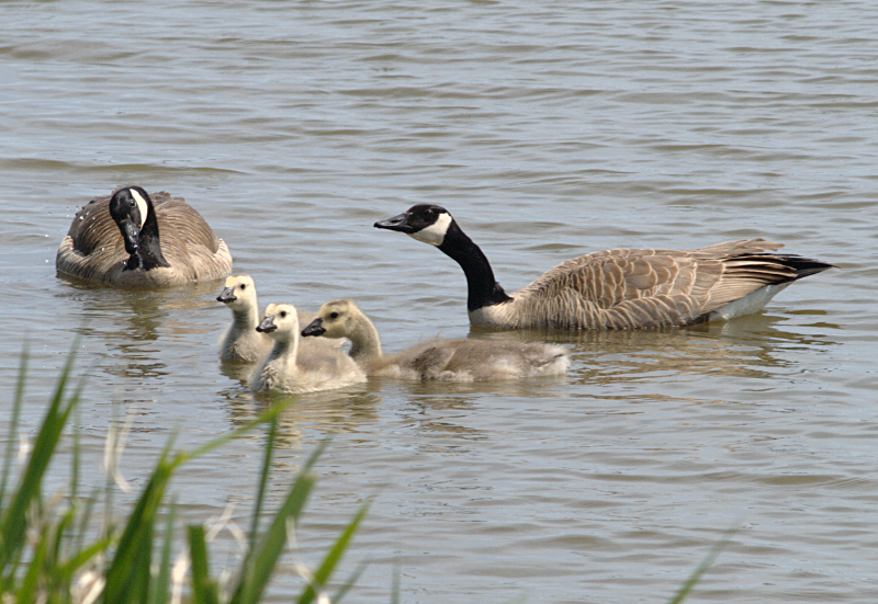 Canada Goose goslings