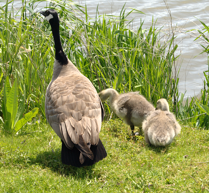 Canada Goose goslings