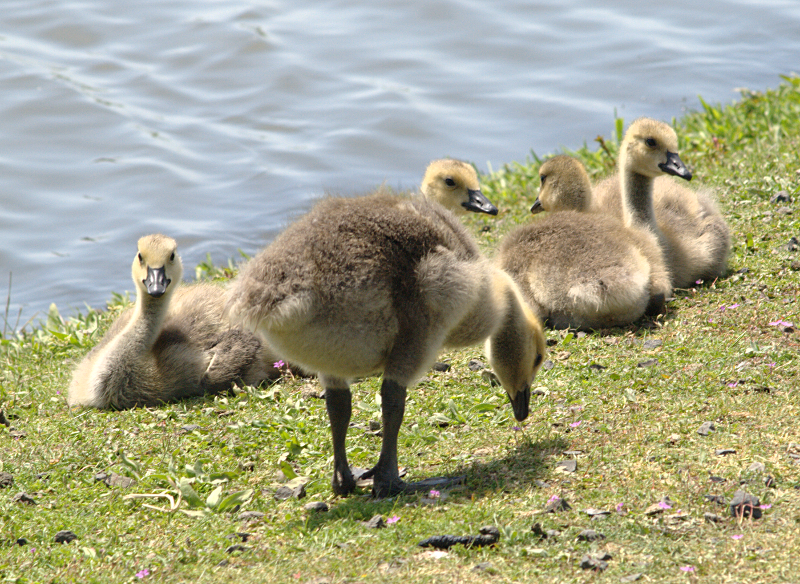 Canada Goose goslings