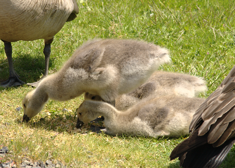 Canada Goose goslings