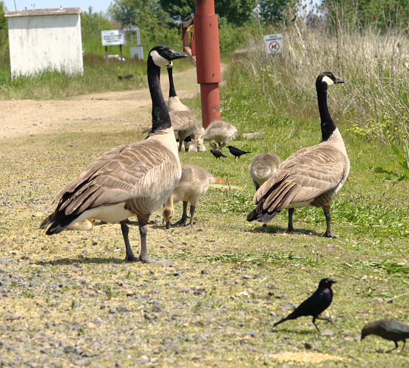Canada Goose goslings