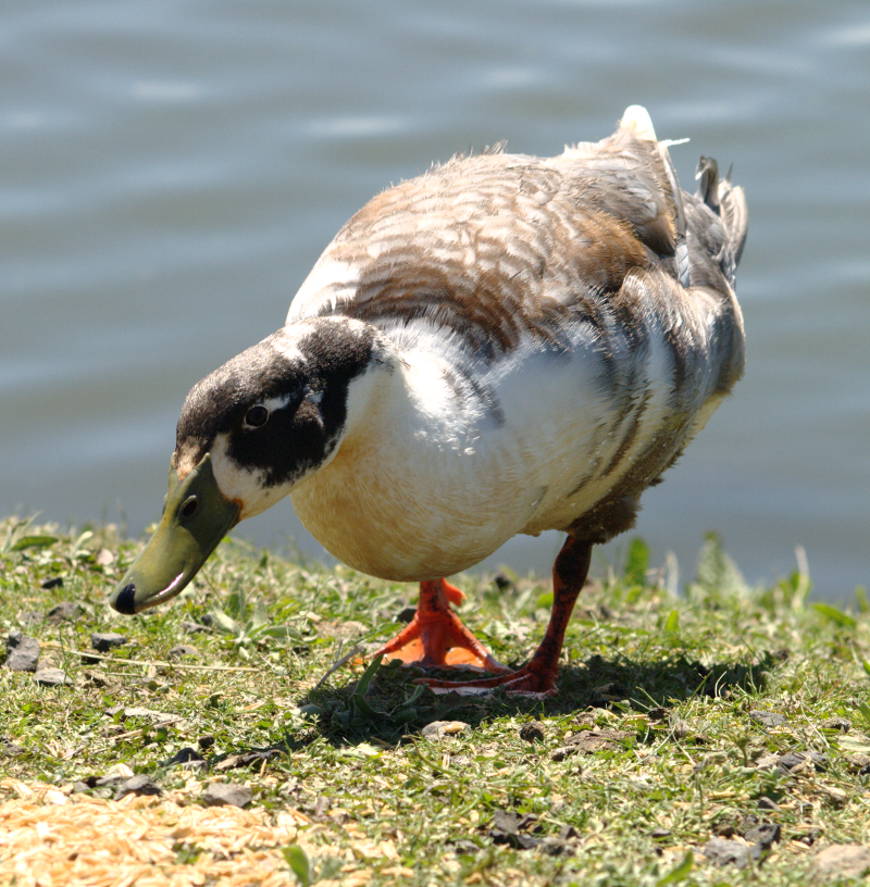 Canada Goose goslings