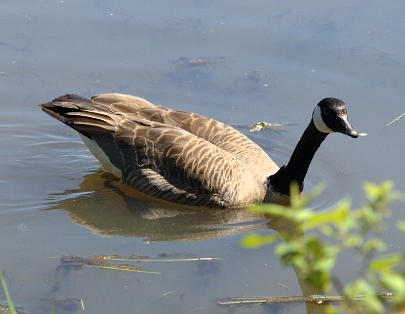 Canada Goose father