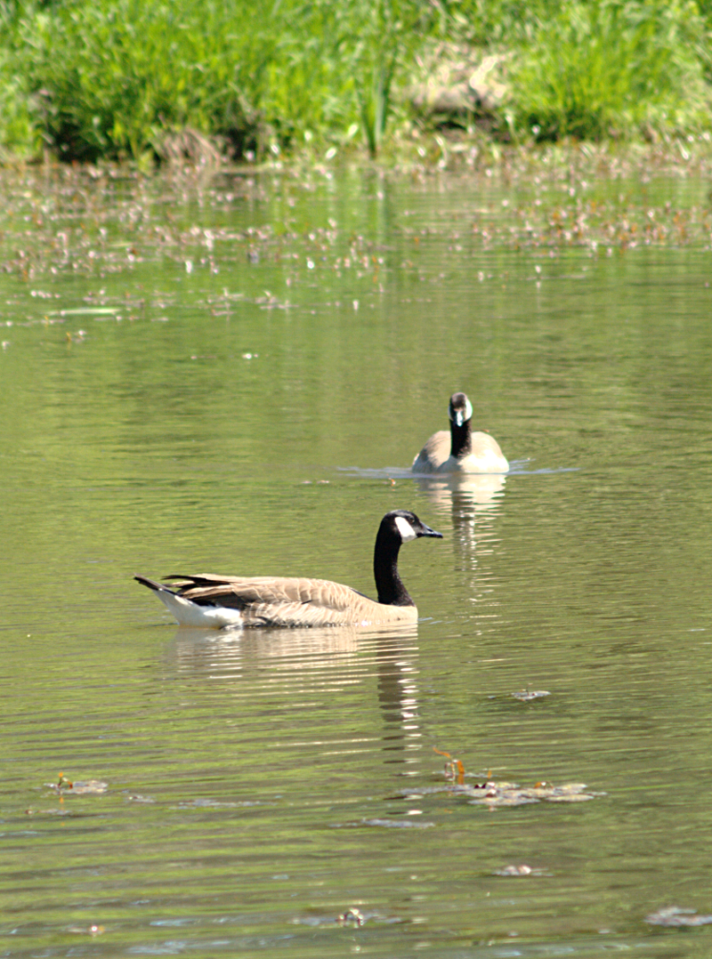 Canada Goose couple