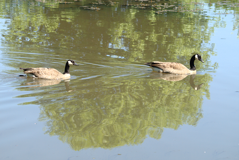 Canada Goose couple