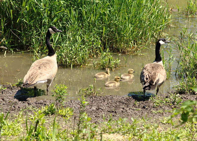 Canada Goose goslings