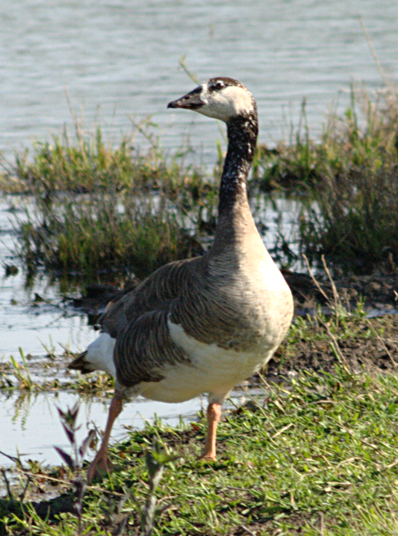 Greyland Goose -- Canada Goose hybrid