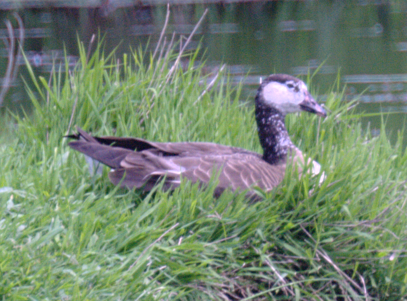 Greylag Goose and Canada Goose offspring