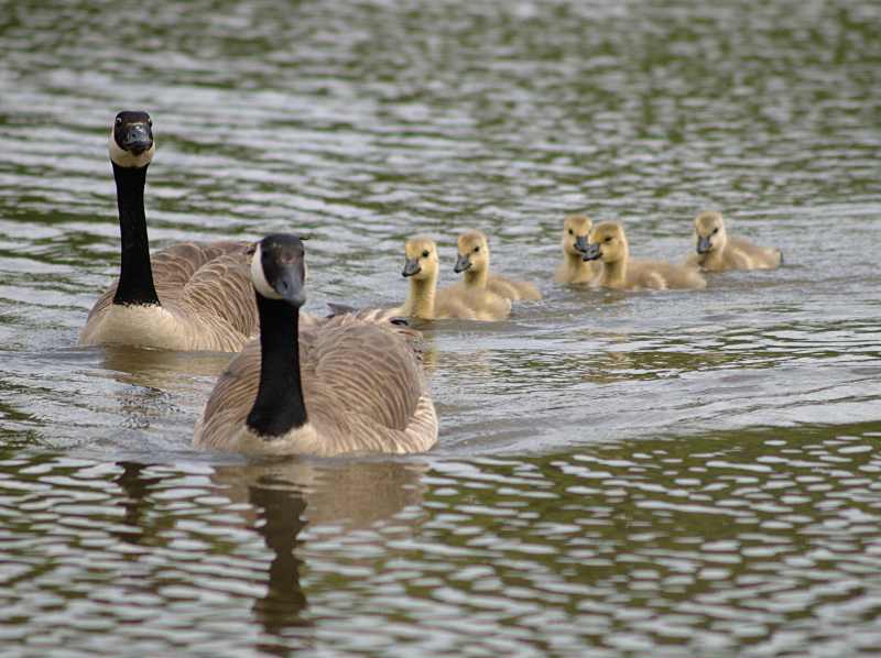 Canada Goose family with goslings