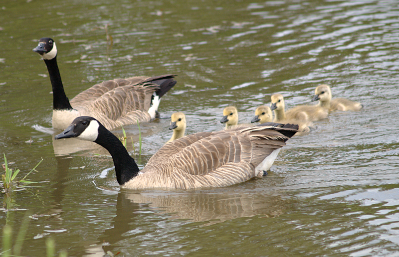 Canada Goose family with goslings
