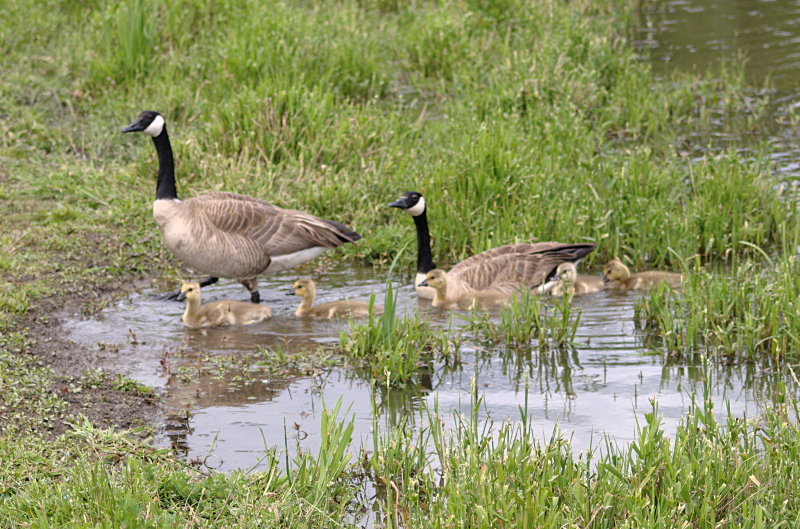 Canada Goose family with goslings
