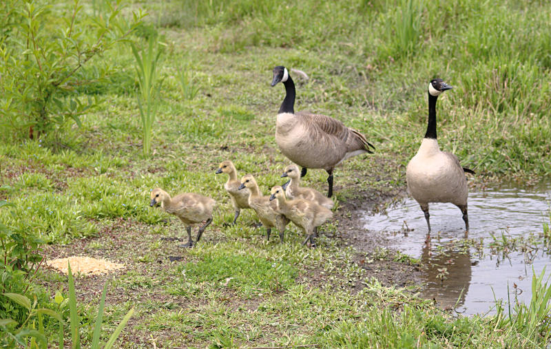Canada Goose family with goslings