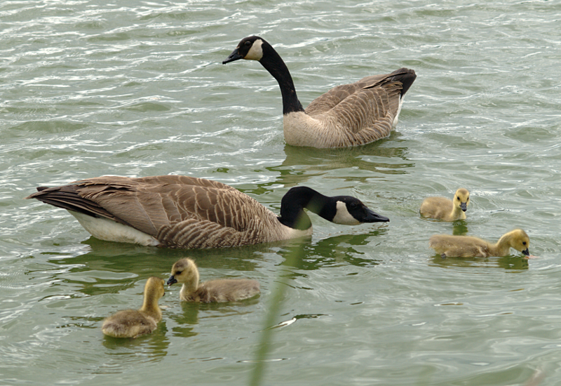 Canada Goose family with goslings