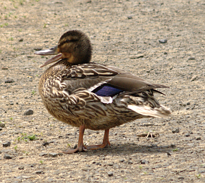 Mallard Duck