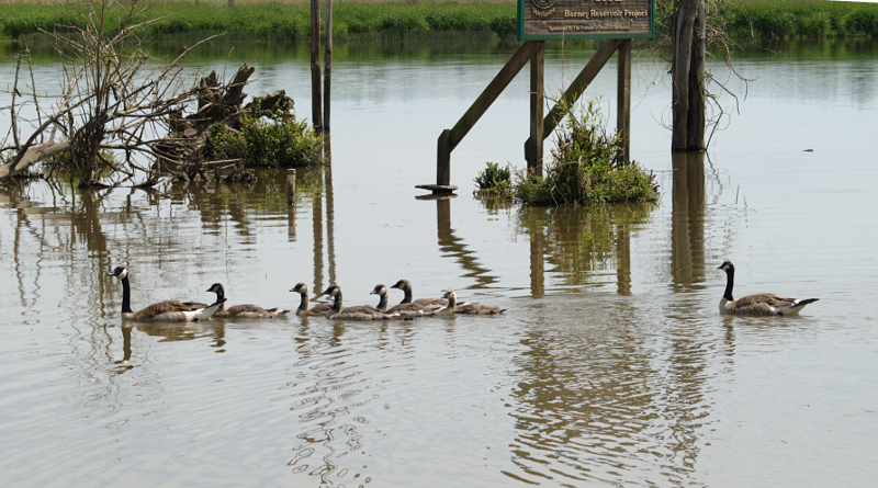 Canada Goose goslings