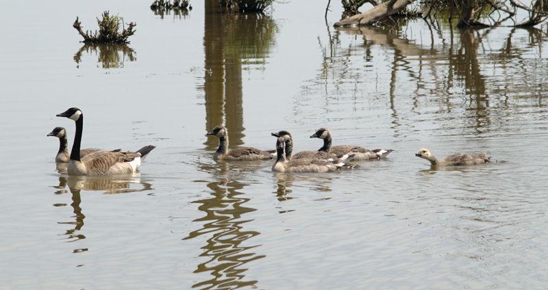 Canada Goose goslings