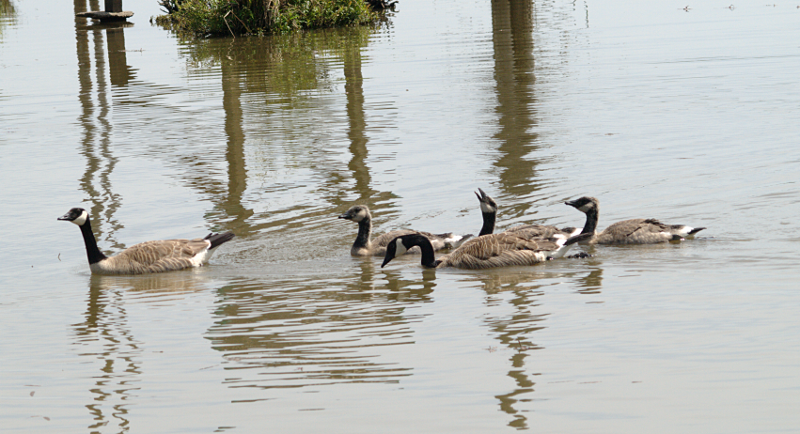 Canada Goose goslings