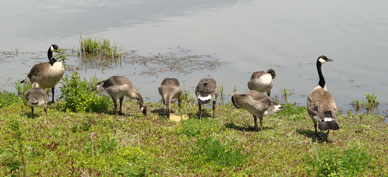 Canada Goose goslings