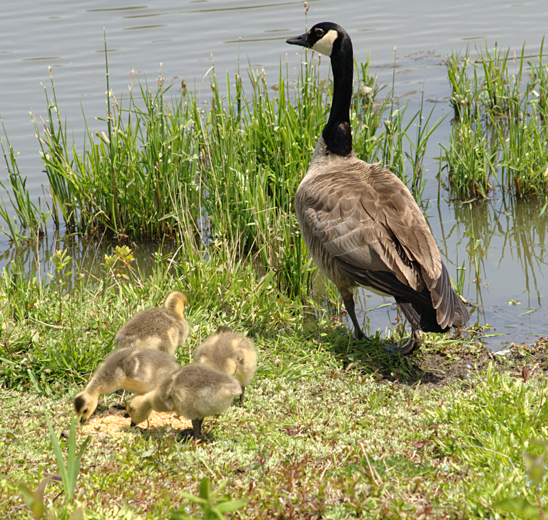 Canada Goose goslings