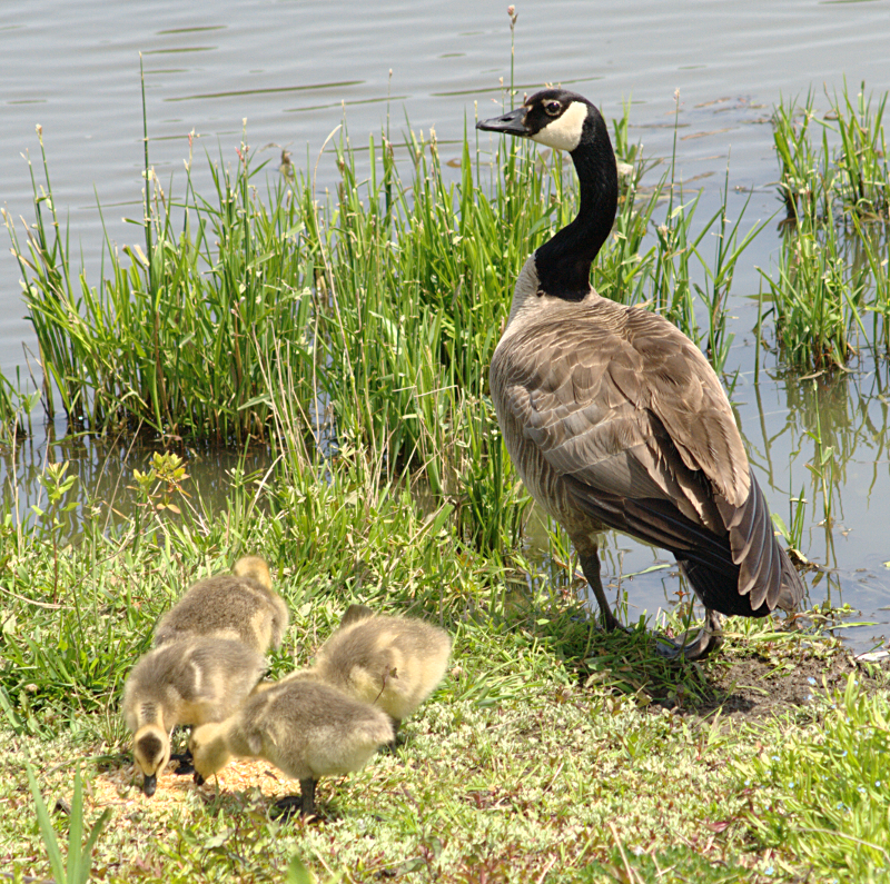 Canada Goose goslings