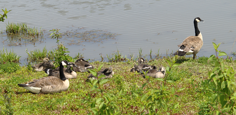 Canada Goose goslings