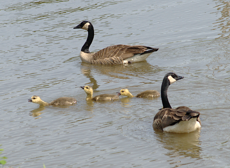 Canada Goose goslings