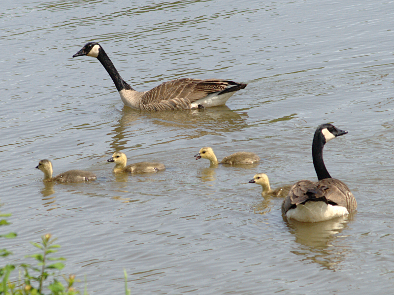 Canada Goose goslings