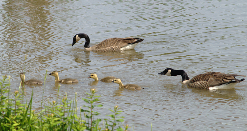 Canada Goose goslings
