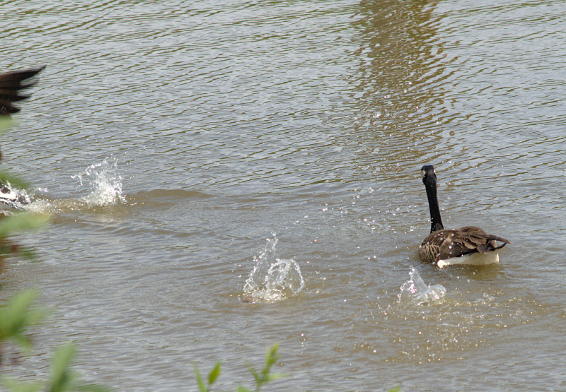 Canada Goose goslings