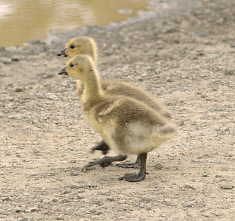 Canada Goose goslings