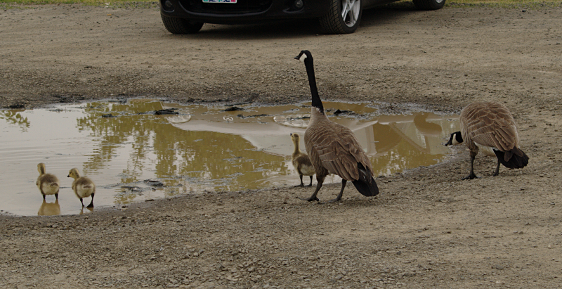 Canada Goose goslings