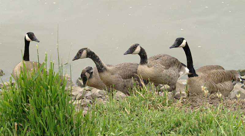 Canada Goose goslings