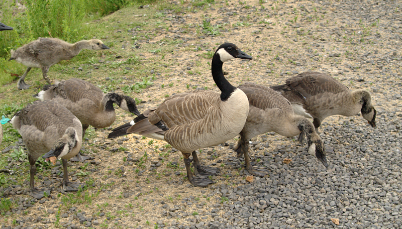 Canada Goose goslings