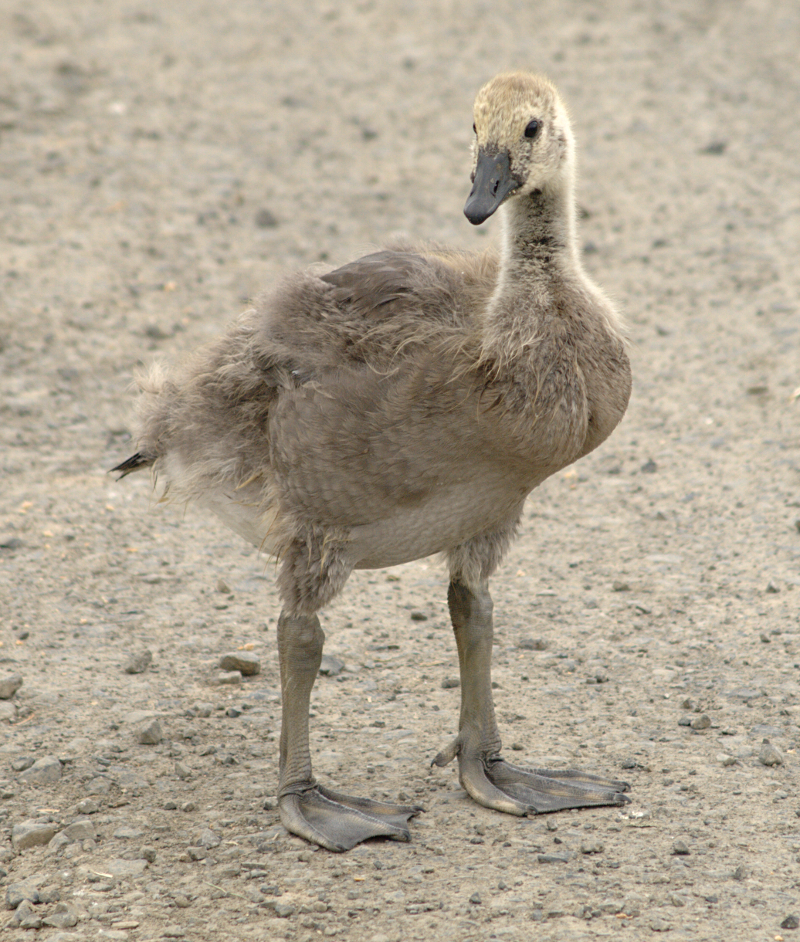 Canada Goose gosling