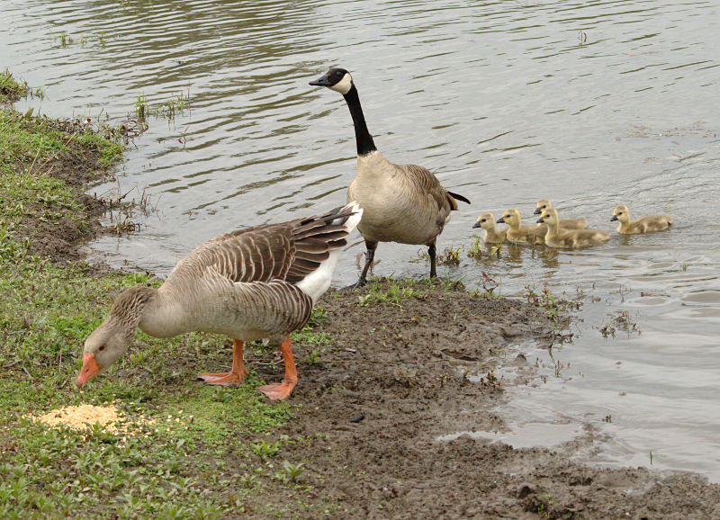 Canada Goose goslings