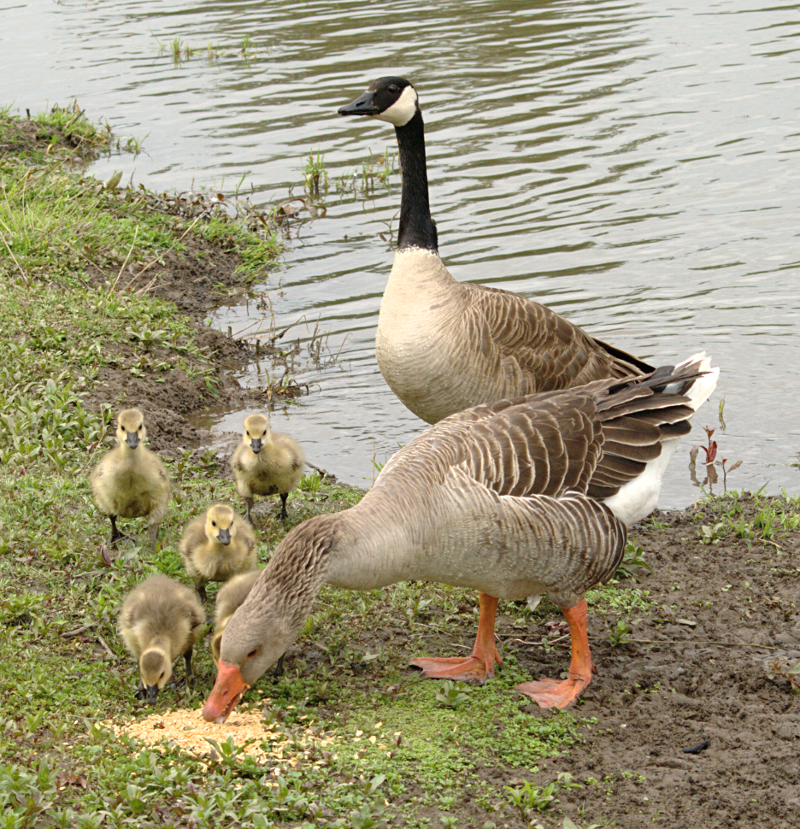 Canada Goose goslings