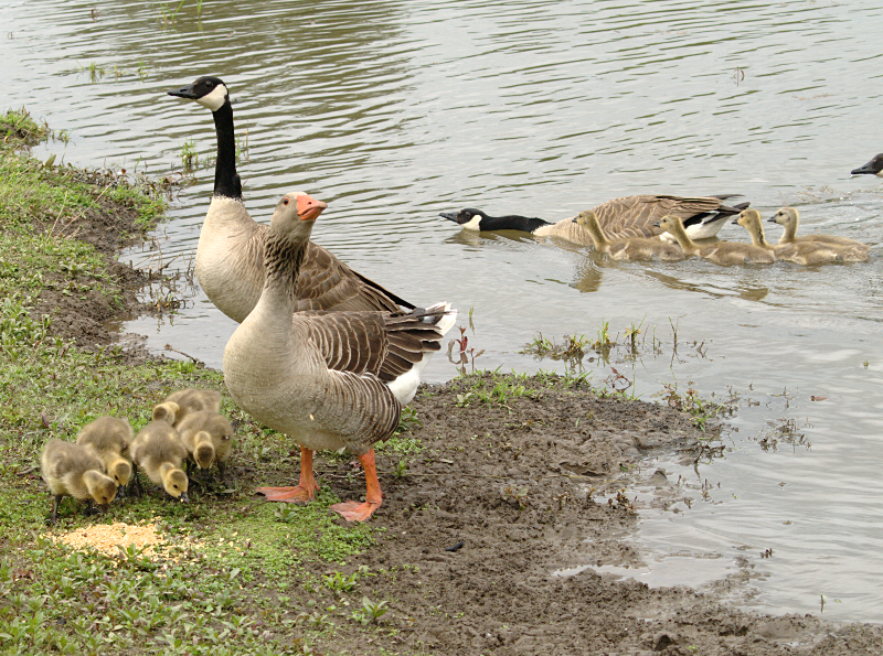 Canada Goose goslings