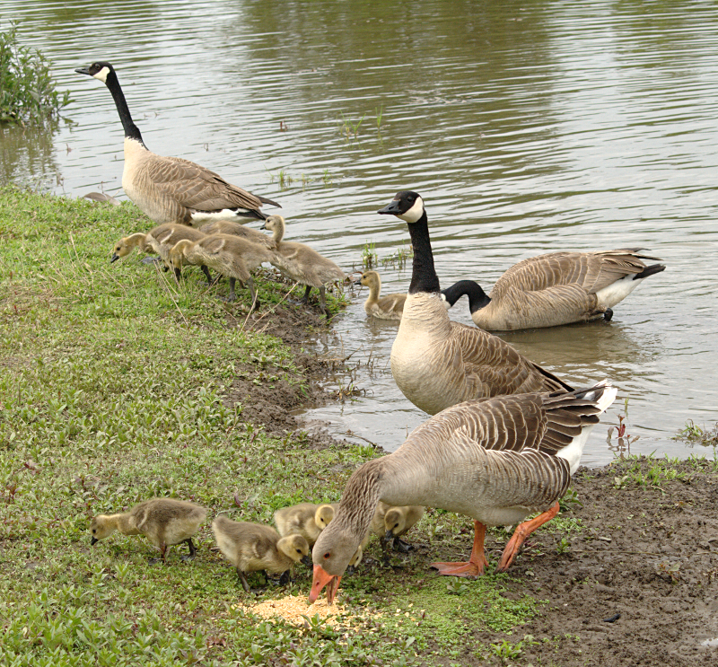 Canada Goose goslings