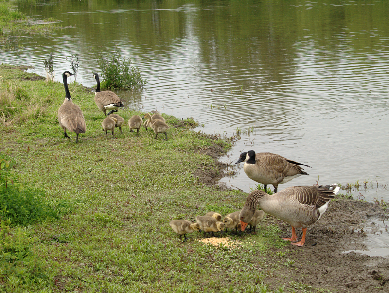 Canada Goose goslings