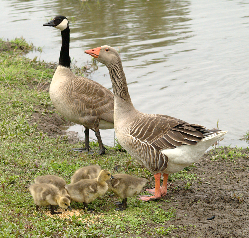 Canada Goose goslings