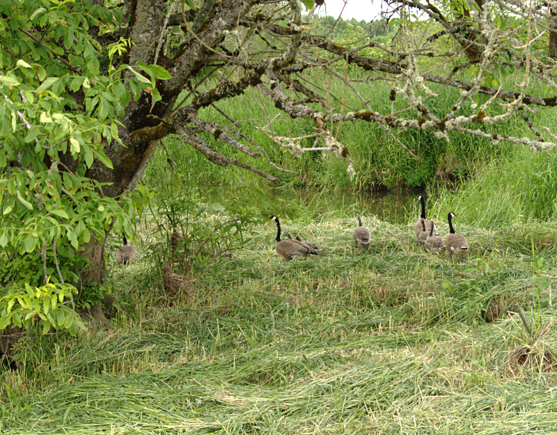 Canada Goose families